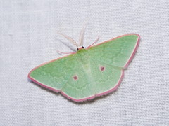 Chlorocoma cadmaria