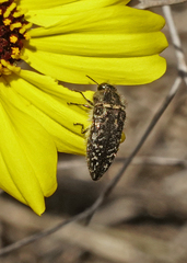 Acmaeodera labyrinthica