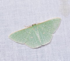 Chlorocoma cyclosema