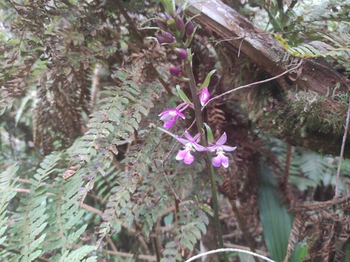 Calanthe sylvatica image