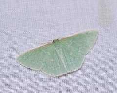 Chlorocoma cyclosema