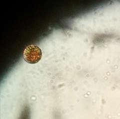 Chlamydomonas nivalis