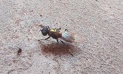 Prosopochrysa vitripennis