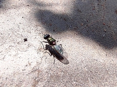 Prosopochrysa vitripennis