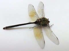 Anax gibbosulus