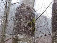 Didymosphaeria oregonensis