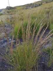 Eragrostis atropioides
