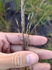 Eragrostis atropioides