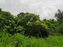 Rhus taitensis