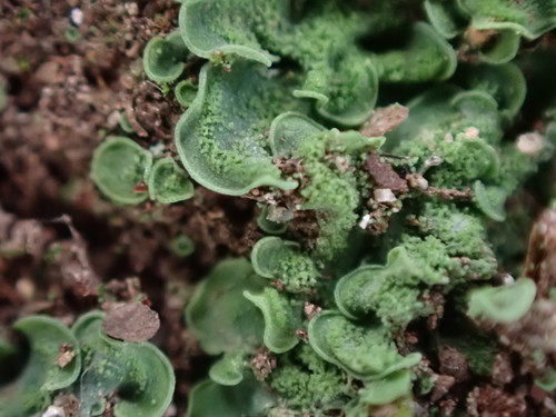 Elf Ears lichen