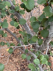 Cercocarpus betuloides blancheae
