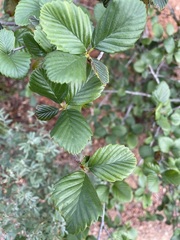 Cercocarpus betuloides blancheae