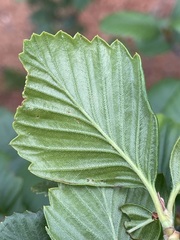 Cercocarpus betuloides blancheae