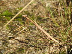 Archimantis brunneriana