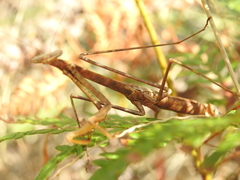 Archimantis brunneriana