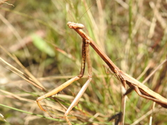 Archimantis brunneriana