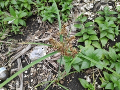 Cyperus javanicus