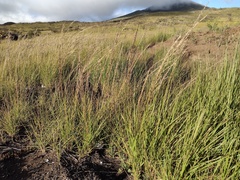Eragrostis atropioides
