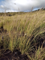 Eragrostis atropioides