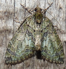 Hydriomena transfigurata