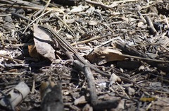 Aspidoscelis uniparens