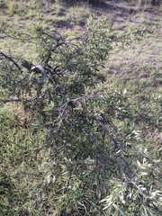 Wikstroemia phillyreifolia