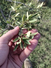 Wikstroemia phillyreifolia