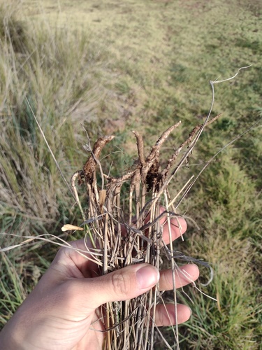 Eragrostis atropioides