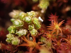 Gemmabryum