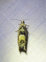 Pseudexentera hodsoni