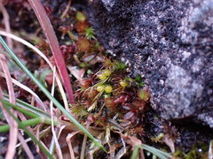 Pleuridium acuminatum