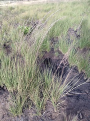 Eragrostis atropioides