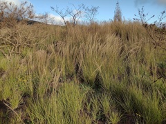 Eragrostis atropioides