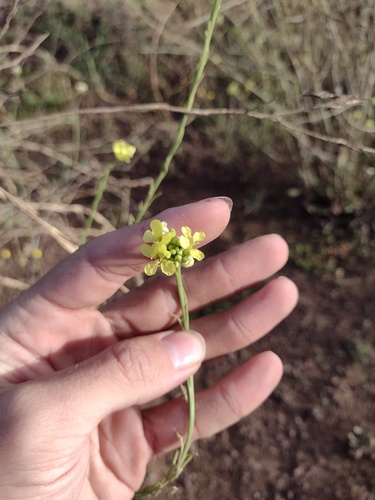 Brassica nigra observed 2022-03-04