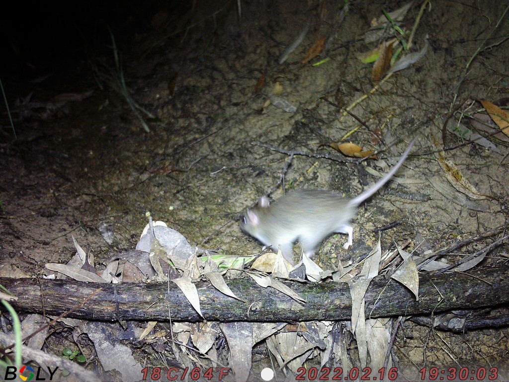 Pale Field Rat from Talegalla Weir QLD 4650, Australia on February 16 ...