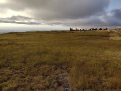 Eragrostis atropioides