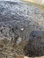 Littoraria pintado