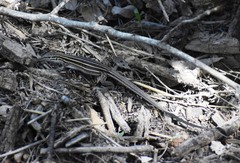 Aspidoscelis uniparens