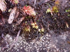 Gemmabryum