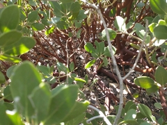 Arctostaphylos parryana