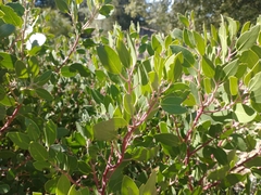 Arctostaphylos parryana