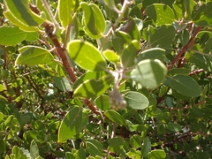 Arctostaphylos parryana