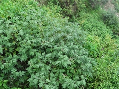 Ambrosia arborescens