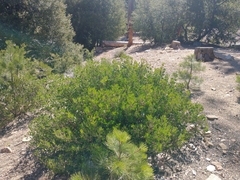 Arctostaphylos parryana