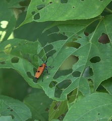 Cereopsius praetorius