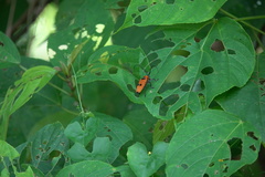 Cereopsius praetorius