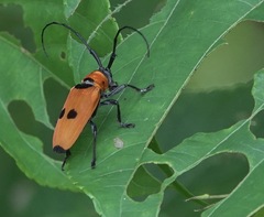 Cereopsius praetorius