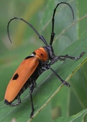 Cereopsius praetorius