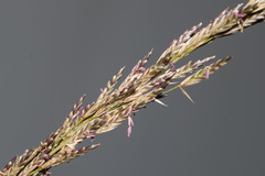 Eragrostis atropioides
