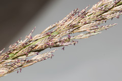 Eragrostis atropioides
